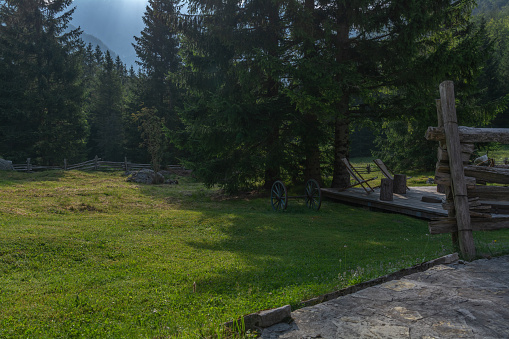 Pine trees and mountains in Trenta, Slovenia, Gorenjska