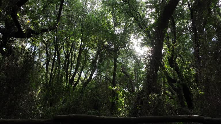 Dense forest of trees, surrounded by nature.