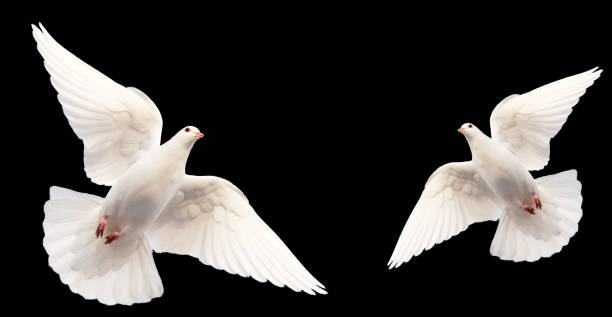 istock White doves flying isolated on black on background 1463531103