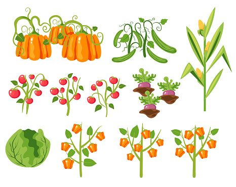 Vegetable on brench food organic plant garden doodle style concept set. Vector graphic design
