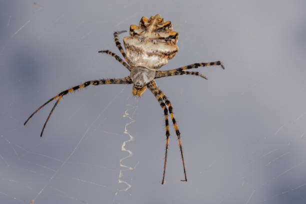 3 700+ Argiope Photos Photos, taleaux et images libre de droits iStock