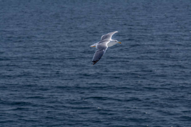 istock seagull flying above sea water 1463531386