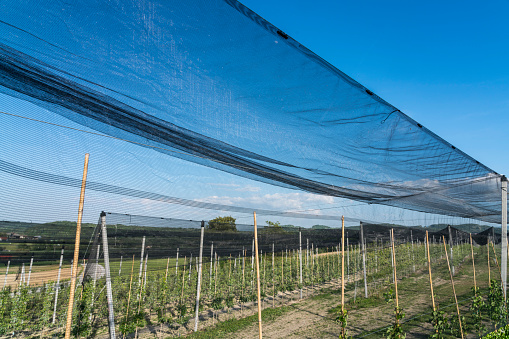 Vineyard with modern system for irrigation and nets against hail.
