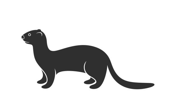 흰 족제비 로고. 흰색 바탕에 고립 된 흰 족제비 - ferret bizarre animal cartoon stock illustrations