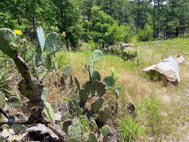 cactus, pinnacle mountain state park - pinnacle foto e immagini stock
