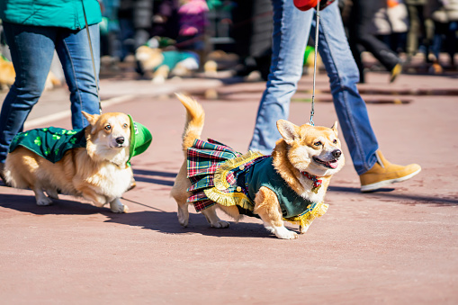 Pair of dogs, cute Welsh Corgi. Celebration of St. Patrick's Day, fun city parade, traditional carnival