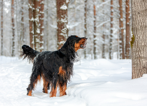 Portrait of a barking Scottish Gordon Setter dog in a winter forest among snowy trees