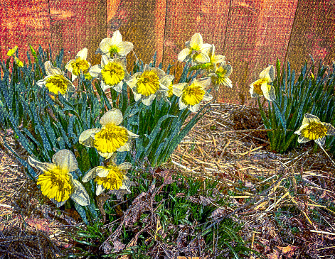 Dark yellow and pale yellow daffodils with green stems growing in the garden