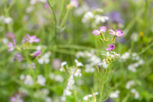 Close-up of radish flower, Raphanus raphanistrum. Wangerland, Lower Saxony, Germany.