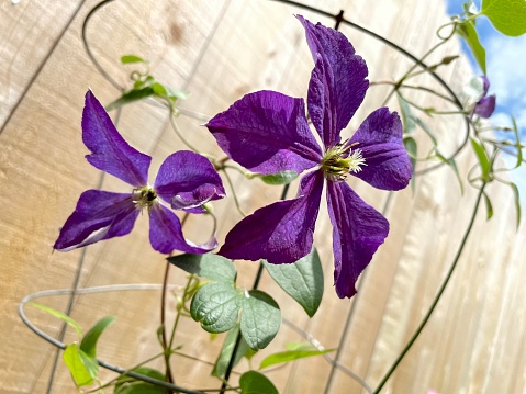 Flowering blue clematis in the garden. Beautiful lilac clematis flower UK