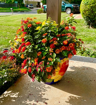 Bright orange and yellow blooming Lantana in colorful flower pot on porch