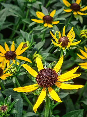 Close-up of yellow coneflowers, Rudbeckia fulgida. Neuenburg, Lower Saxony, Germany.