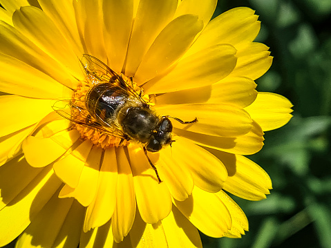 Close-up of single pot marigold with bee in sunlight. Grossefehn, East Frisia, Lower Saxony, Germany.