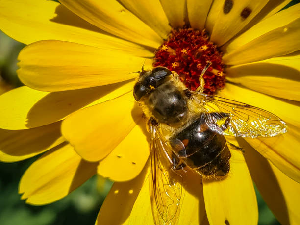 istock Close-up of single pot marigold with bee 1463537323