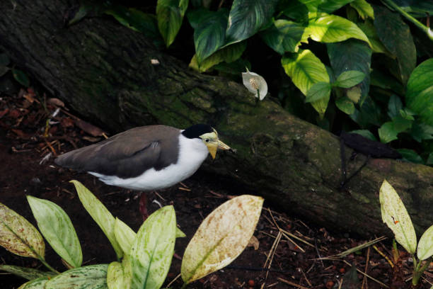 istock The masked lapwing (Vanellus miles) is a large, common and conspicuous bird native to Australia, particularly the northern and eastern parts of the continent 1463537725