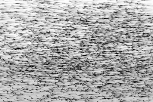 Starling Mumuration Black & White\n\nPlease view my portfolio for other wildlife photos