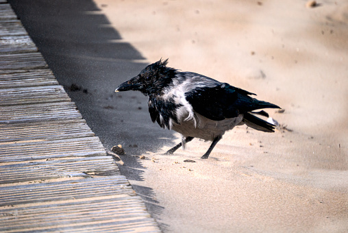 A crow dug up a piece of bread on the beach.