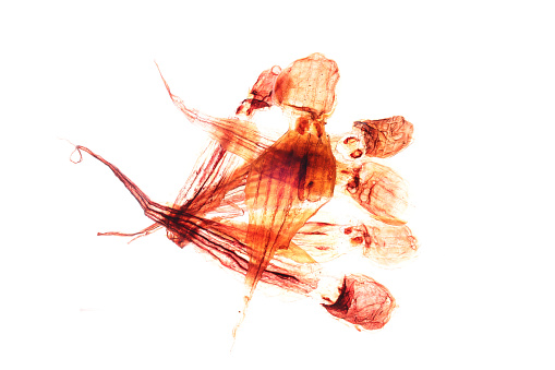 Dried octopus isolated on a white backgrouund.