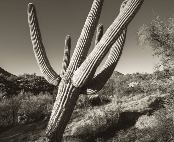 istock Leaning saguaro in sepia tones 1463542159