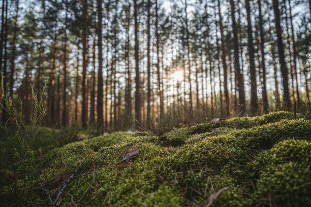 istock Evergreen forest at sunset. Sun rays through the pine tree trunks. Latvia 1463544302