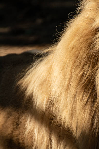 istock Lion sunny fluffy mane fur coat close-up 1463545114