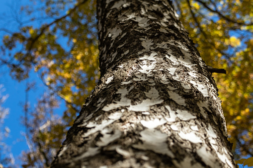 Autumn birch tree trunk look up with cork details and yellow golden leaves on blue sky. Natural woodland close-up view with selective focus