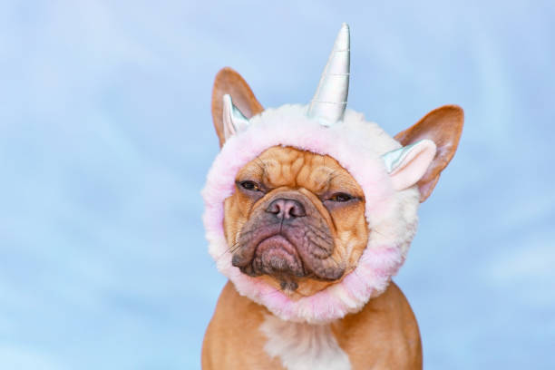 istock Grumpy French Bulldog dog dressed up as unicorn d 1463546244