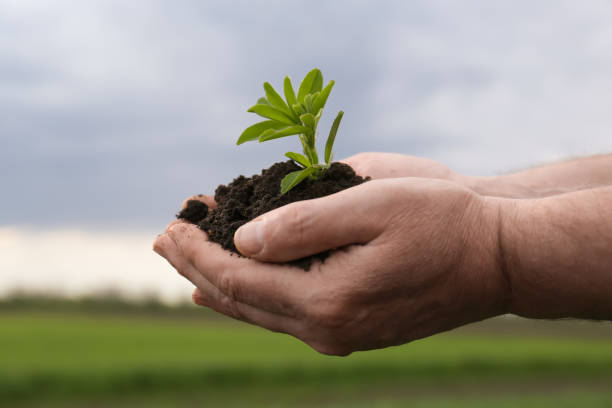 istock Man holding pile of soil with seedling outdoors, closeup 1463546643