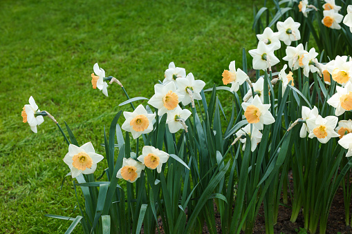 Many beautiful narcissus flowers growing outdoors. Spring season