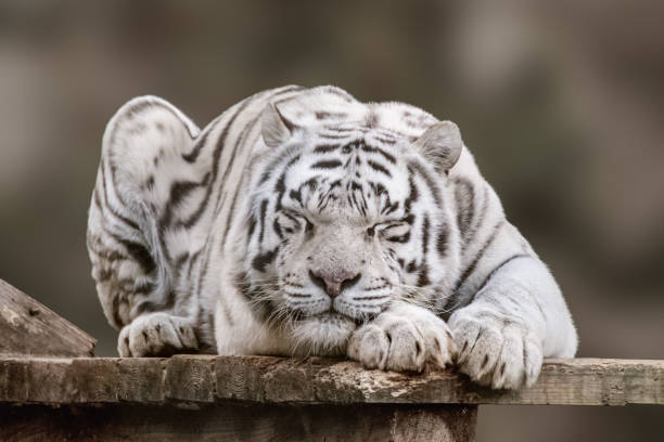 istock White tiger sleeping portrait, blurred background 1463546816