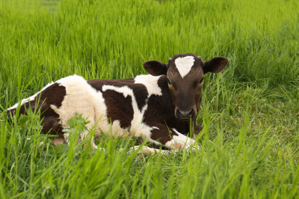 istock Black and white calf lying in green grass 1463546837