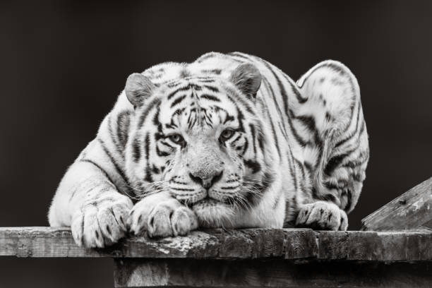 Tiger in black and white laying on wooden deck