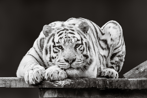 Tiger in black and white peacefully laying on wooden deck. Portrait view with blurred dark background. Wild big cat