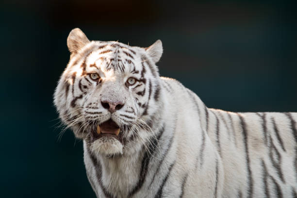 istock White tiger with black stripes, contrast portrait 1463546847