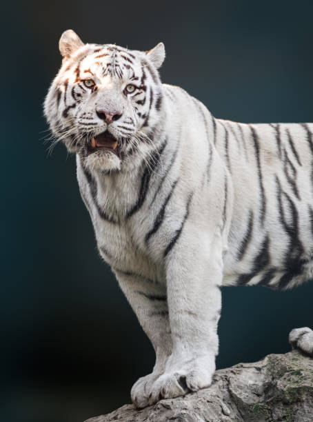 istock White tiger with black stripes standing on rock 1463546849