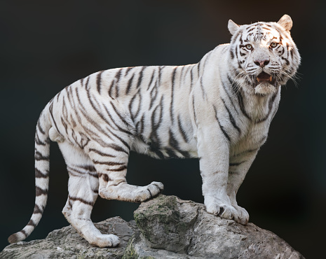 White tiger with black stripes standing on rock and roaring in powerful pose. Portrait with dark blurred background. Wild endangered animals, big cat