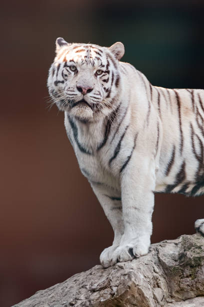 istock White tiger with black stripes standing on rock 1463546857