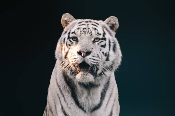 istock White tiger with black stripes, contrast portrait 1463546859