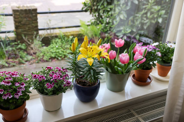 istock Many beautiful blooming potted plants on windowsill indoors 1463546872