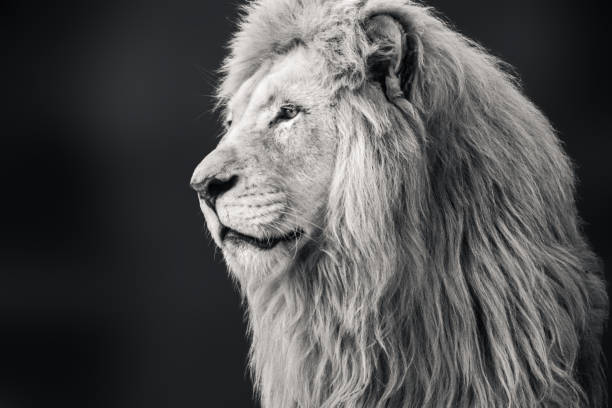 istock Black and white lion portrait, looking left 1463546881