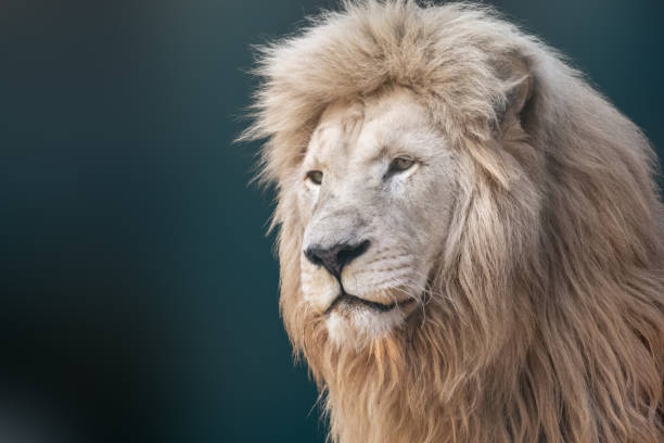 White lion portrait, looking left close-up White lion portrait, looking left close-up with blurred background. Wild animals, big cat profile white lion in the zoo stock pictures, royalty-free photos & images