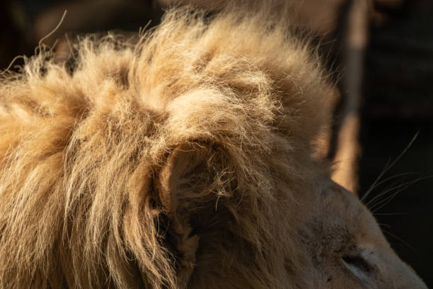 istock Lion ear with sunny fluffy mane fur close-up 1463546925