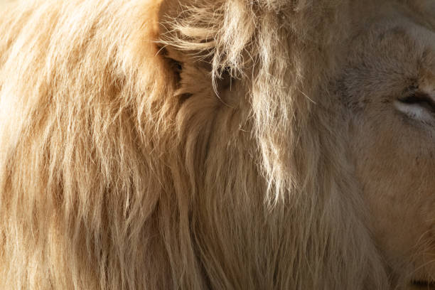 istock Lion ear with sunny fluffy mane fur close-up 1463546926