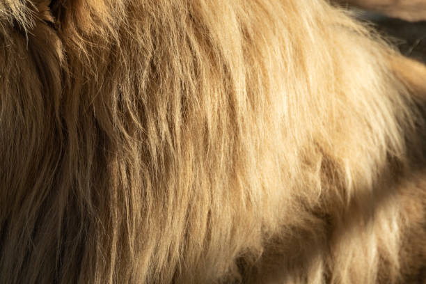 istock Lion sunny fluffy mane fur coat close-up 1463546928