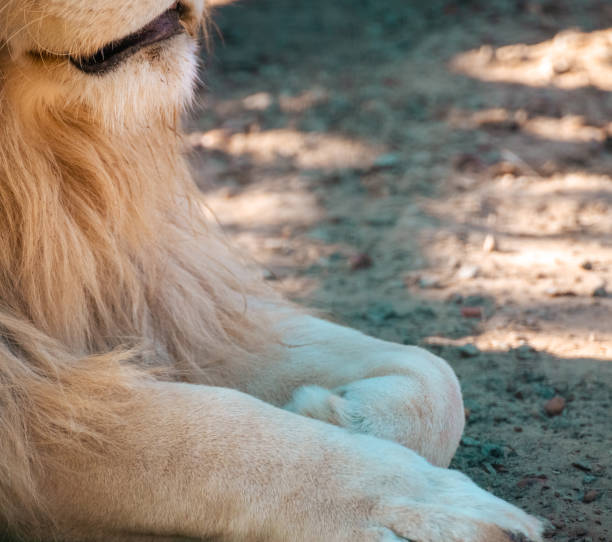 White lion paws and body, looking right close-up White lion paws and body profile close-up, looking right with blurred background. Wild animals watching white lion in the zoo stock pictures, royalty-free photos & images