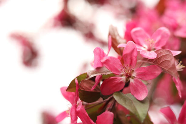 Pink apple tree flowers close up. Spring background with flowers. Nature. Close-up of pink flowers on a tree. Apple tree blooming with pink flowers in the park