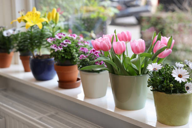 istock Many beautiful blooming potted plants on windowsill indoors 1463547046