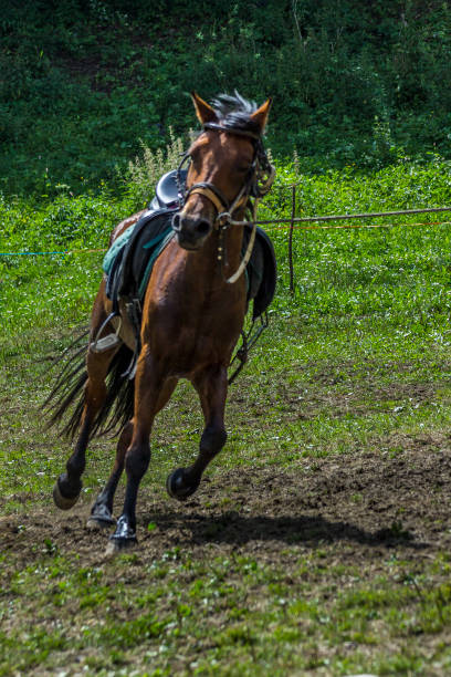 istock Horse running in the grass 1463547073