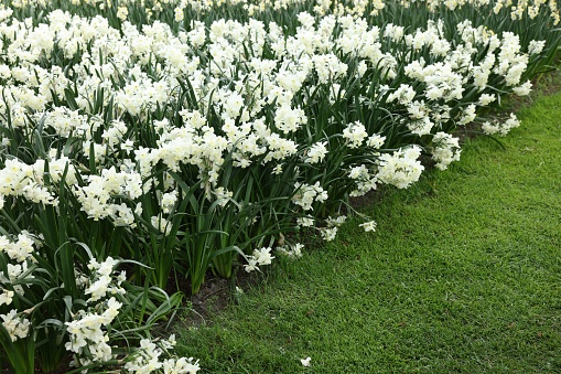 Many beautiful narcissus flowers growing outdoors. Spring season