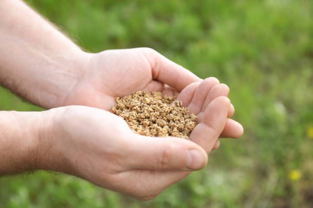 istock Man holding many beet seeds outdoors, closeup 1463547856